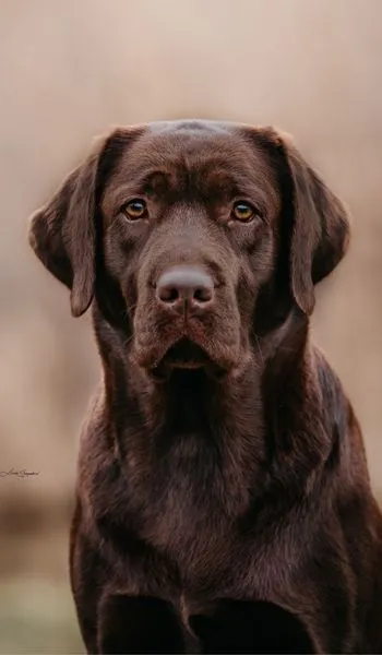 Hnědý labrador