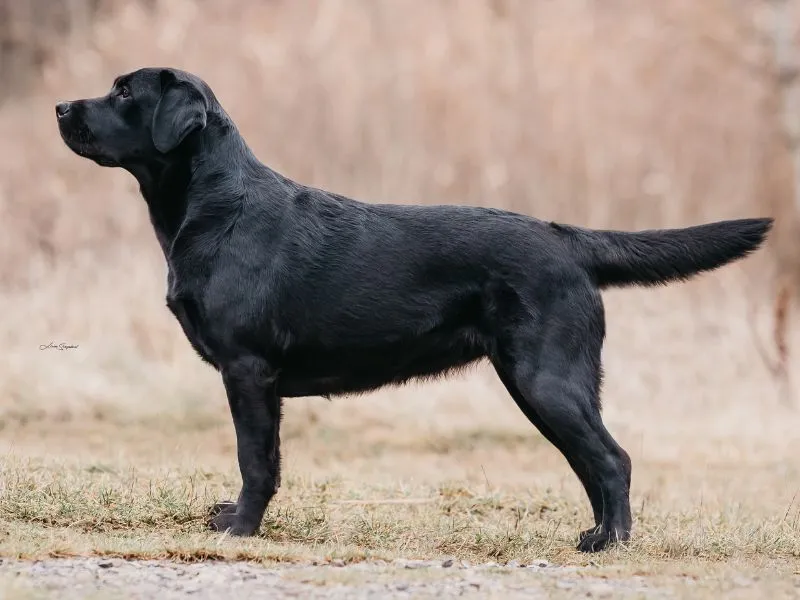 Labrador Maddie