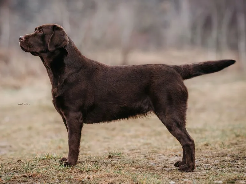 Oischa Royal Glade